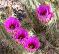 Engelmanns hedgehog cactus,strawberry cactus,purple torch, کاکتوس توت فرنگی 